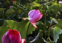 അക്കൗണ്ട് എന്ന മരീചിക