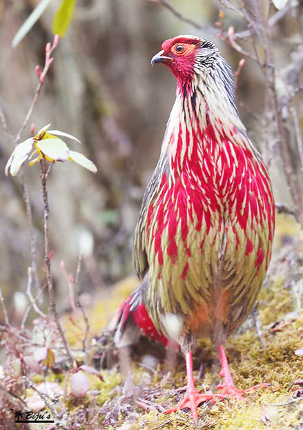 blood-pheasant-ithaginis-cruentus-tibetanus-ura-valley-bhutan