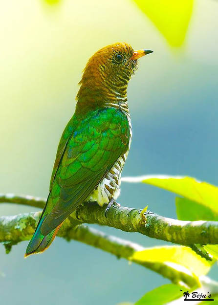 emerald-cuckoo-female-namling-bhutan