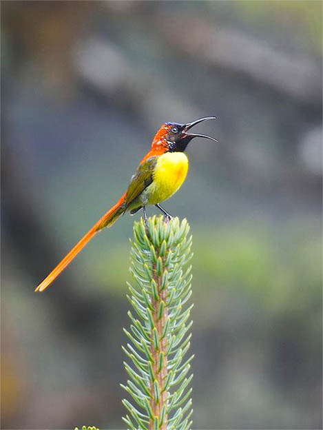 fire-tailed-sunbird-thrumshingla-bhutan