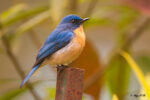 tickells-blue-flycatcher-sims-park-coonoor